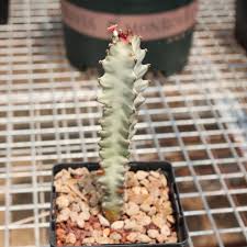 Image result for Euphorbia baylissii