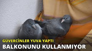 Guvercinlerin Yuva Yaptigi Balkonunu Kullanmiyor Youtube
