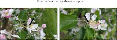 Don't forget to stop and smell the roses once in a while. Measuring And Modelling Of Apple Flower Stigma Temperature As A Step Towards Improved Fire Blight Prediction Sciencedirect