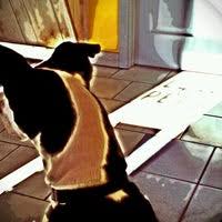 Western ave chicago, il 60608. Chicago Pet Clinic Veterinario En Chicago