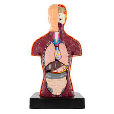 Download files and build them with your 3d printer, laser cutter, or cnc. Anatomy Model Human Body Torso With Removable Organs For Science And Medical Laboratory Learning By Hey Play On Sale Overstock 26959116
