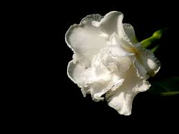 Image result for Tabernaemontana penduliflora