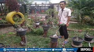 Harga bibit unggul bambu ori murah meriah. Alumnus Unsri Ini Jual Bibit Tanaman Hias Dengan Harga Murah Meriah Harga Aglonema Cuma Rp10 Ribu Sriwijaya Post