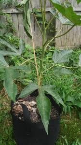 Image result for Vasconcellea pubescens