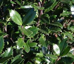 Heckenpflanzen bilden schnellwachsende gartengrenzen und dienen auch noch als lärm und windschutz. Sind Alle Immergrunen Straucher Winterhart Gartenmythen Aufgeklart