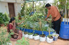 7:41 sharda's corner 178 109 просмотров. Live Chennai One Day Training Programme In Mushroom Cultivation And Roof Gardening Training Programme Mushroom Cultivation Roof Gardening Tnau Information And Training Centre