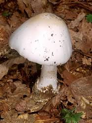 Image result for poisonous mushrooms