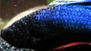 You'll find a high quality of healthy and colorful betta fish for sale. Betta With Ick Within 48 Hours Youtube