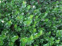 It goes straight from solid to a gas at. Emerald Blanket For Sale Mulch Masters Jacksonville Fl