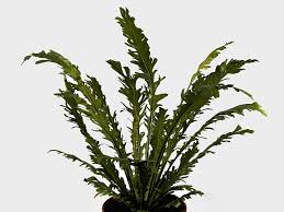 Image result for Asplenium angolense