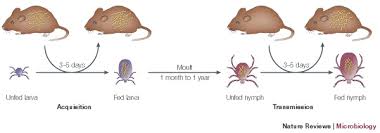 Early localized, early disseminated, and late manifestations. Borrelia Burgdorferi Microbewiki