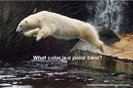 Til That Polar Bears Are Not White They Are Black And Have A Clear Non Colored Fur