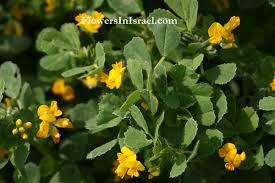 Image result for Medicago polymorpha