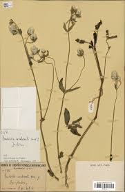 Image result for Pandiaka