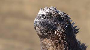 Galapagos Marine Iguana Sneezing Excreting Salt By Nose Funny Animals Stock Footage Sneezing Excreting Iguana Galapagos Marine Iguana Galapagos Iguana