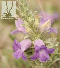 I would love for it to get that tall. Blue Emu Bush Eremophila Hygrophana Civano Nursery Tucson Plant Nursery