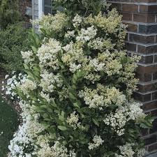 These are going to be perfect for the area i am looking to separate from the pasture. Japanese Privet Waxleaf Privet Ligustrum Texanum My Garden Life