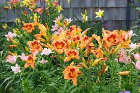 Contents the best deer repellent 7. Do Deer Eat Daylilies And How To Prevent That Garden Tabs