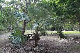Image result for Leucothrinax morrisii