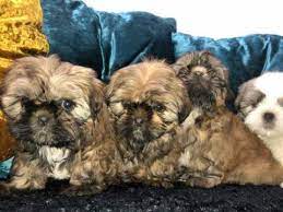 Beautiful imperial shih x chi puppies for sale. Imperial Shih Tzu Puppies For Sale Leeds West Yorkshire Pets4homes