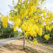 Image result for Cassia fistula