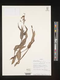 Image result for Aneilema arenicola