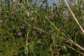 Image result for Melastomastrum segregatum