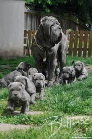 love this hunde tiere hund tiere