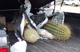 Before the saguaro has made the trip to your home, decide where you'd like it to be planted. Moving Cacti Some Tips And Suggestions Dave S Garden