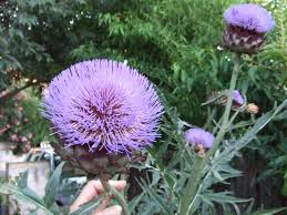 Fleurs D Artichaut Fleur Jardin Fleurs Fleur D Artichaut
