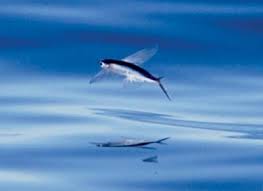 Image result for flying fish