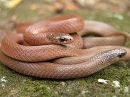 Pin By Ethan Dropkin On Reptiles And Amphibians I D Like On The Life List Reptiles And Amphibians Snake Reptiles