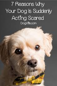 He shivers when i go to touch him. 7 Reasons Why Your Dog Is Acting Scared All Of A Sudden Dogvills