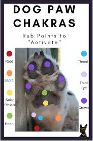 Dog Chakras The Complete Guide To Doggy Spiritual Healing