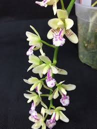 Image result for Seidelia