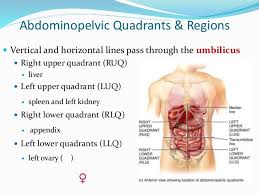 The four abdominal quadrants first, let's take a look at the four quadrants, which are created by an intersecting horizontal (transverse) plane, also called the transumbilical plane, and a median (midsagittal) plane. Chapter 1 Introduction To Anatomy And Physiology