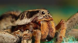 How to setup a wallpaper android. Download Spider Wallpaper Gallery 1920 1080 Spider Wallpaper 42 Wallpapers Adorable Wallpapers Artropodes Aracnideos Wallpaper