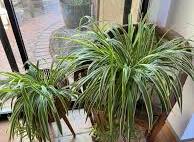 Spider plant temperature tolerance outside?