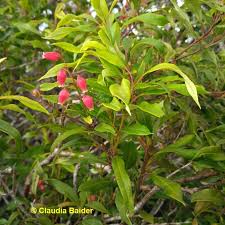 Image result for Agarista salicifolia