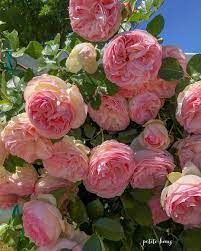 Pin By Connecticut Coast Tees On Napoleon And Jospehine Beautiful Rose Flowers Pink Garden Beautiful Roses