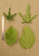 Image result for Morus indica