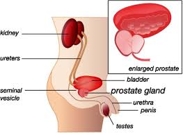Lower Urinary Tract Luts And The Prostate Salisbury