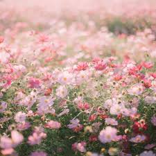 Weve gathered more than 3 million images uploaded by our users and sorted them by the most popular ones. ð˜¥ð˜°ð˜¯ð˜µ ð˜¥ð˜¦ð˜­ ð˜¤ð˜¢ð˜±ð˜µð˜ªð˜°ð˜¯ð˜´ Flower Field Flower Aesthetic Flowers