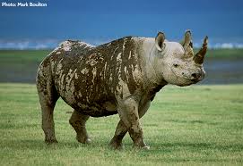 So, as we start off the episode, here's an fyi. Why Does It Matter If A Species Becomes Extinct African Wildlife Foundation