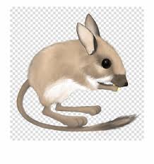 We did not find results for: Trend Mouse Kangaroo Rabbit Transparent Png Image Kangaroo Rat Clipart Transparent Png Download 4381238 Vippng