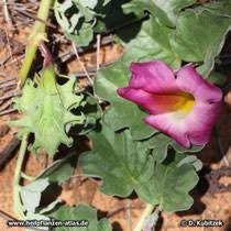 Image result for Harpagophytum zeyheri