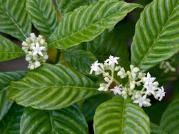 Image result for Psychotria moninensis