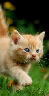  Pin Oleh Ofhi Hesti Di Kucing Kucing