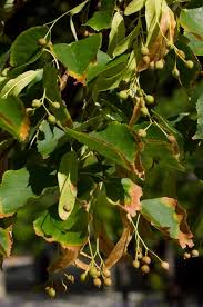 Image result for Littonia lindenii