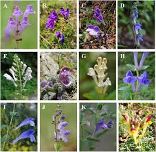 Image result for Scutellaria schweinfurthii